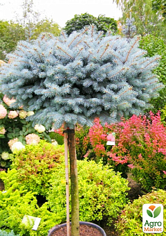 Ель колючая на штамбе "Glauca Globosa" С2, высота 30-40см6