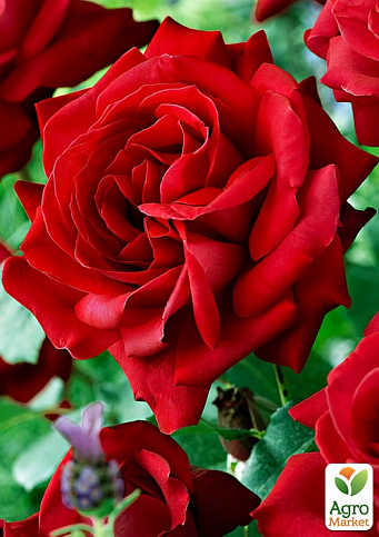 Троянда чайно-гібридна "Кардинал" (саджанець класу АА +) вищий сорт