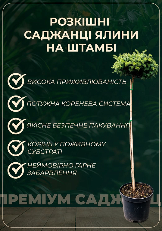 Ялина європейська звичайна на штамбі (Picea abies) С2, висота 60-80см