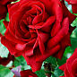 Роза чайно-гибридная "Кардинал" (саженец класса АА+) высший сорт