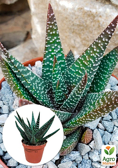 LMTD Хавортия (суккулент) "Royal Highness" высота растения 10см5