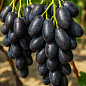 Виноград "Первісток ранній" (ранньостиглий, крупний, морозостійкий)