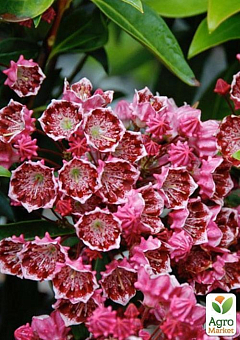 Кальмия latifolia "Kaleidoscope"16