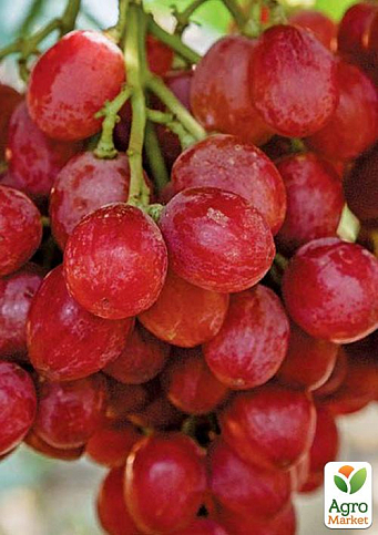 Виноград "Рубі Сідліс" (кишмиш) - фото 4