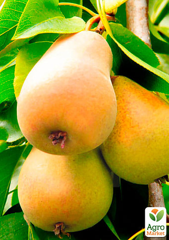 Груша "Талгарська красуня" (осінній сорт, середній термін дозрівання) - фото 4