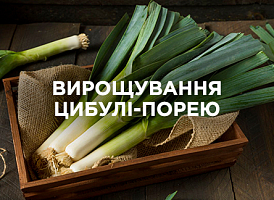 Цибуля-порей: вирощування, догляд і поради | Agro-market