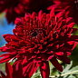 Хризантема Садова "Avalon Red" (висота 30-50см) цена