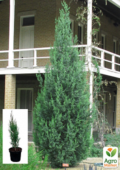 Кипарис вечнозеленый 3-х летний С3, высота 30-40см2