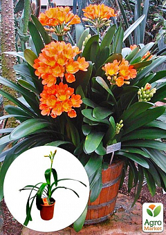 Клівія "Clivia miniata" (вічнозелена багаторічна кімнатна рослина)2