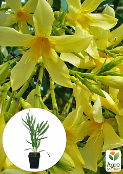 Олеандр желтый "Maria Gambetta" (вечнозеленый кустарник, очень ароматные цветы)2