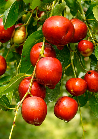 Ексклюзив! Зізіфус (унабі) "Vakhsh (Вахш)" (середній термін дозрівання, високоврожайний сорт) вазон Р9, висота 10-15см - фото 6