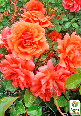 Троянда плетиста "Ебав Олл" (саджанець класу АА+) вищий сорт - фото 2