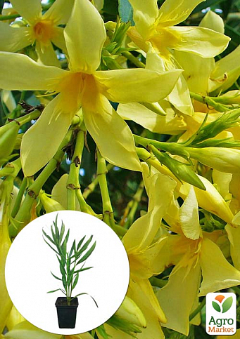 Олеандр желтый "Maria Gambetta" (вечнозеленый кустарник, очень ароматные цветы)