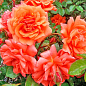 Троянда плетиста "Ебав Олл" (саджанець класу АА+) вищий сорт купить