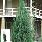 Кипарис вечнозеленый 3-х летний С3, высота 30-40см
