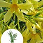 Олеандр желтый "Maria Gambetta" (вечнозеленый кустарник, очень ароматные цветы)