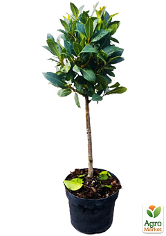LMTD Лавр вічнозелений на штамбі 4-х річний "Laurus nobilis" (65-75см)4