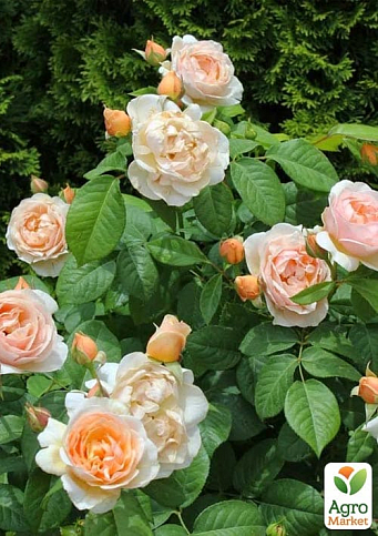 Троянда англійська "Juliet" (саджанець класу АА+) вищий сорт - фото 6