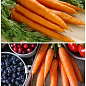 На развес Морковь "Детская сладкая" ТМ "Весна" цена за 10г цена