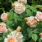 Троянда англійська "Juliet" (саджанець класу АА+) вищий сорт