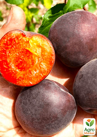 Абрикос "Мелітопольський чорний" (літній сорт, середнього терміну дозрівання)
