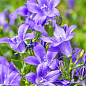 Кампанула квітуча "Isophylla Violet" (Нідерланди)