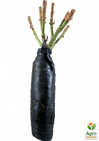 Троянда плетиста "Пол Скарлет клаймер" (саджанець класу АА +) вищий сорт - фото 2