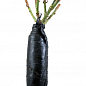 Троянда плетиста "Пол Скарлет клаймер" (саджанець класу АА +) вищий сорт купить