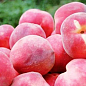 Персик "Эрли ред" (летний сорт, ранний срок созревания)