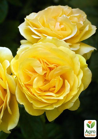 Роза чайно-гібридна "Gold Star" (саджанець класу АА +) вищий сорт NEW