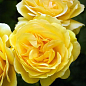 Роза чайно-гибридная  "Gold Star" (саженец класса АА+) высший сорт NEW