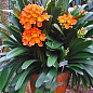 Клівія "Clivia miniata" (вічнозелена багаторічна кімнатна рослина)