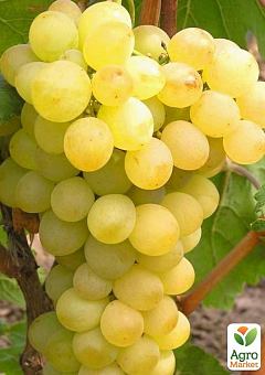 Виноград "Озон" (ранний срок созревания, крупная товарная гроздь)2