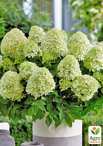 Гортензия метельчатая 3-х летняя "Little Spooky" - фото 3