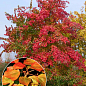 Клен Бургера "Acer Buergerianum" (Р9 висота 50-70см) купить