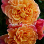 Роза плетистая "Aloha" (саженец класса АА+) высший сорт цена
