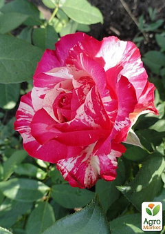 Роза чайно-гибридная "Пинк Интуишн" (саженец класса АА+) высший сорт2