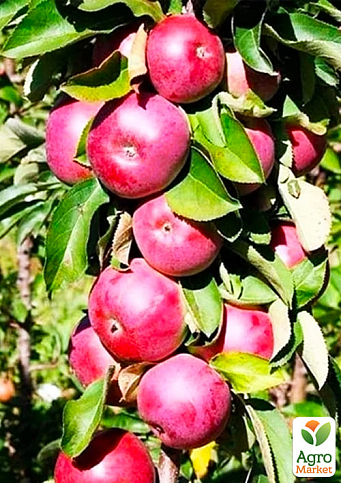 Яблуня колоновидна "Обеліск" (великоплідний, зимовий сорт, пізній термін дозрівання)