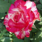 Роза чайно-гибридная "Пинк Интуишн" (саженец класса АА+) высший сорт
