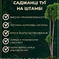 Туя западная на штамбе «Sunkist» С2, высота 60-75 см