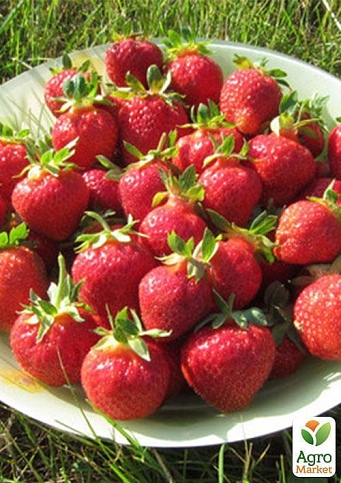Полуниця "Флорін" (Florin) (ремонтантний сорт) - фото 9