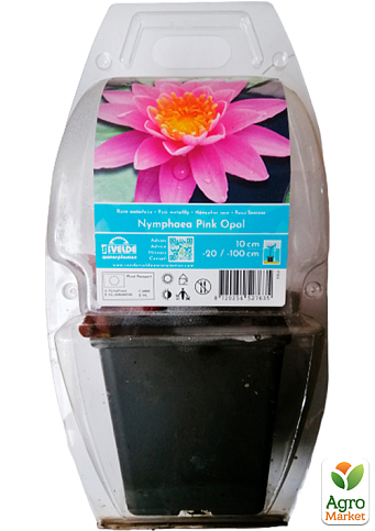 LMTD Нимфея (водяная лилия) "Pink Opal" (корневище) - фото 5