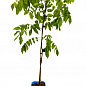 Глициния 3-х летняя японская "Мурасаки - нода" (Wisteria japanese Murasaki-noda) С2, высота саженца 60-100см цена