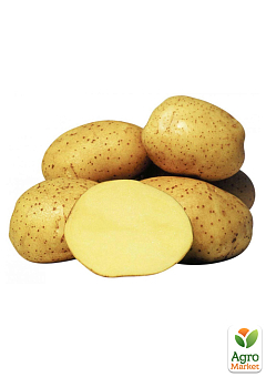 Картопля "Агата" насіннєва середньостигла (1 репродукція) 1кг8