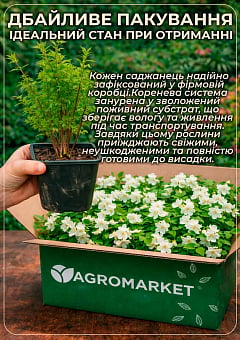Жасмин гібридний садовий (чубушник) "Bouquet Blanc", С218
