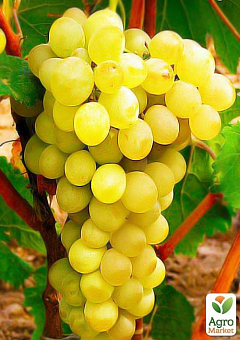 Виноград "Лора" (ранній термін дозрівання, дуже тривала збереження ягід)2