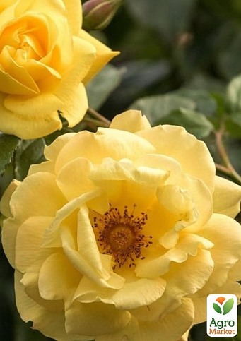 Троянда плетиста "Дукат" (саджанець класу АА+) вищий сорт - фото 2