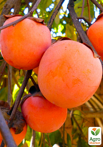 Ексклюзив! Хурма бурштинова "Гігант" (Giant) (преміальний, великоплідний сорт, на віргінській  підщепі)