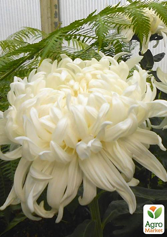 Хризантема  "Cosmo White" (низкорослая крупноцветковая)