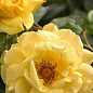 Троянда плетиста "Дукат" (саджанець класу АА+) вищий сорт купить